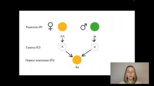 Законы Менделя. Закон Моргана. ЕГЭ Биология