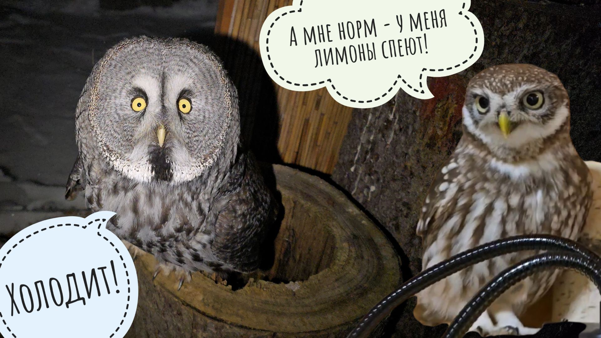 Сыч Лучик вернулся с мороза в свои тропики, а остальные совы морозят жопоньки на улице смотреть онлайн