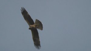 Ястреб поднял, орёл атаковал. голуби в небе