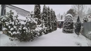 Заснеженный привет с Изумрудной дачи!!!