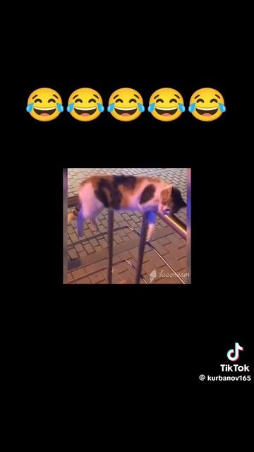 🤣🤣🤣🤣🤣🤣