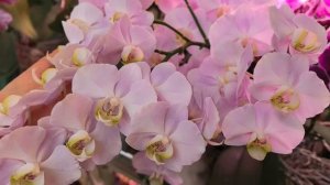 Кромсают цветоносы. Для чего. Кощунство скажем мы. У меня это происходит естественным путем 🤦♀️.