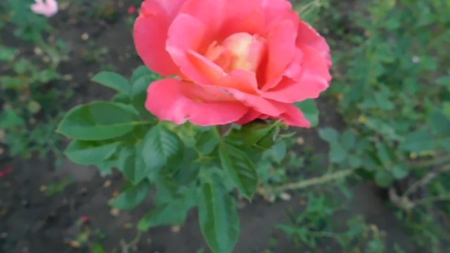 ВИДЕО ПВН ББ (1345) смотреть онлайн