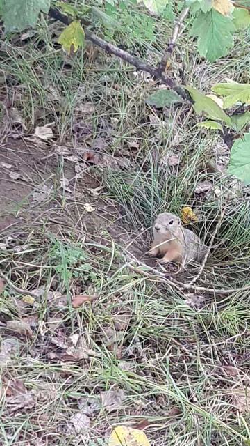 Кормим суслика смотреть онлайн