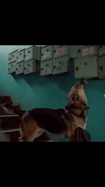 Тузик почтальон #собаки #собакидрузья #питомцы #творческиесобаки #питомцывделе #собачияжизни