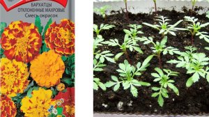 Когда сеять на рассаду однолетники в 2026 году? Способы посева однолетников