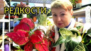 Магазин по профсеменам переехал. Теперь на свободе занялась пересадкой растений.