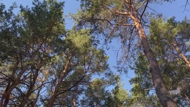 Муранский бор база Усадьба