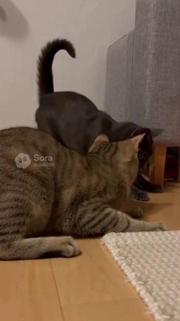 Коты подрались из-за лазера)