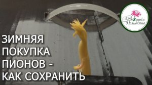 ЗИМНЯЯ ПОКУПКА ПИОНОВ. КАК СОХРАНИТЬ