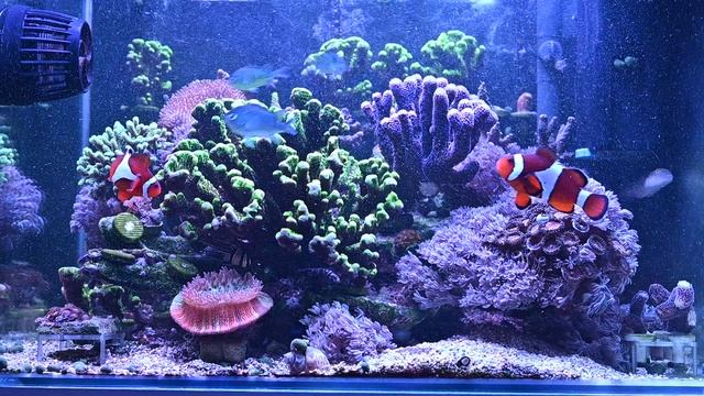 Мои морские рыбки 2