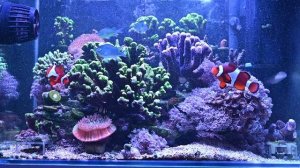 Мои морские рыбки 2