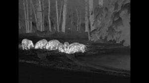 Охота на кабана