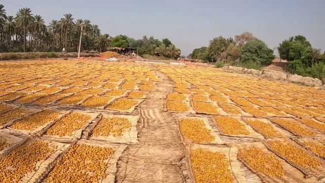 Финики, бананы, дуриан, манго. Сбор фруктов в Пакистане смотреть онлайн
