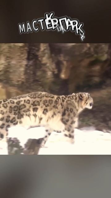 Снежный барс акробат. Трюкач дикой природы