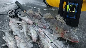 Лучшая приманка на берша , берш на тюльку .