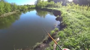 ОТ ЭТИХ ПОКЛЁВОК ЗАХВАТЫВАЕТ ДУХ И МУРАШКИ ПО КОЖЕ! Рыбалка на утренней зорьке.