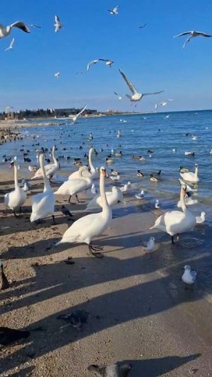 Лебеди в Севастополе #севастополь