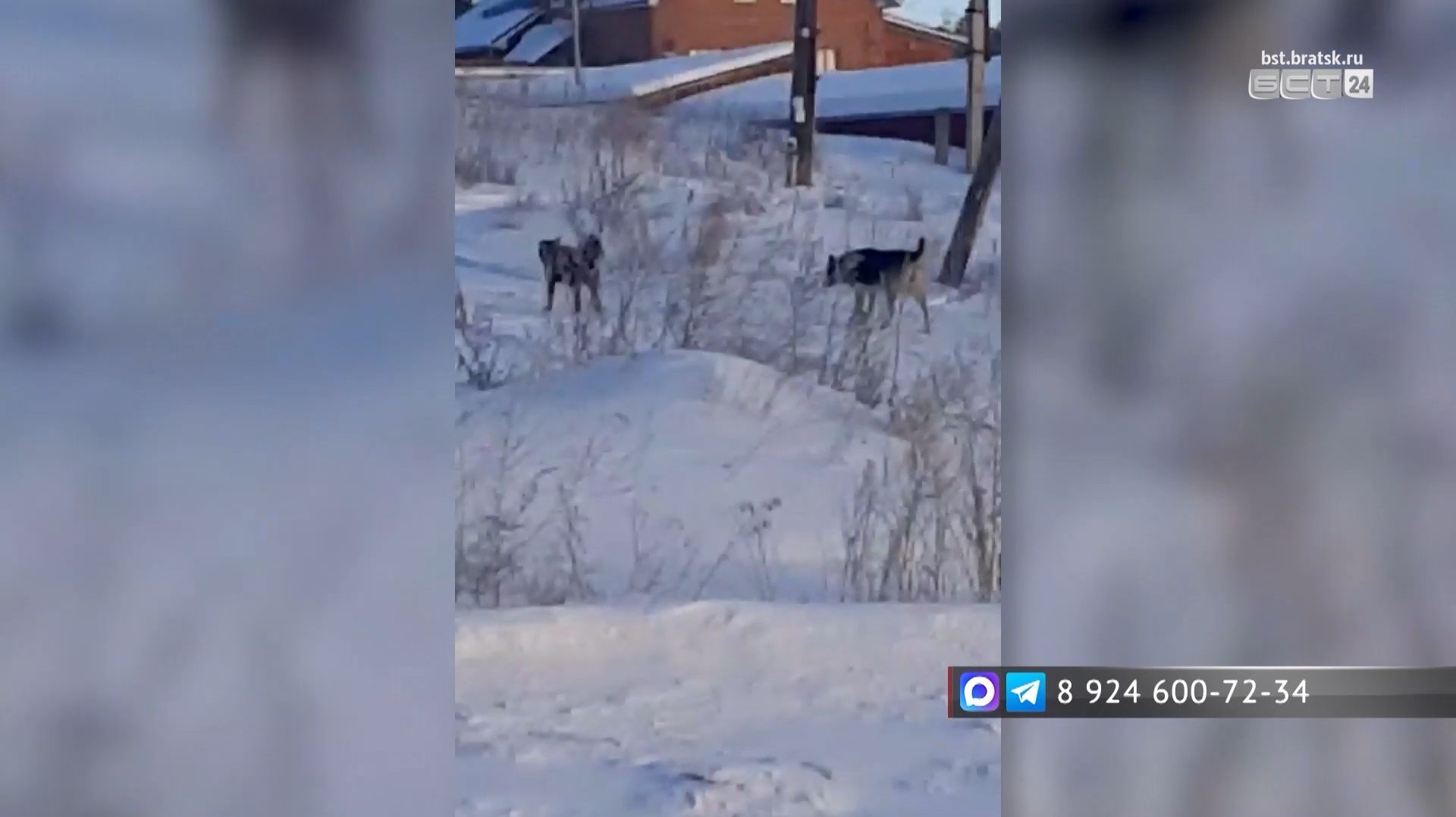 «Выхожу за ребёнком с палкой»: жительница Братска пожаловалась на стаи бродячих собак смотреть онлайн