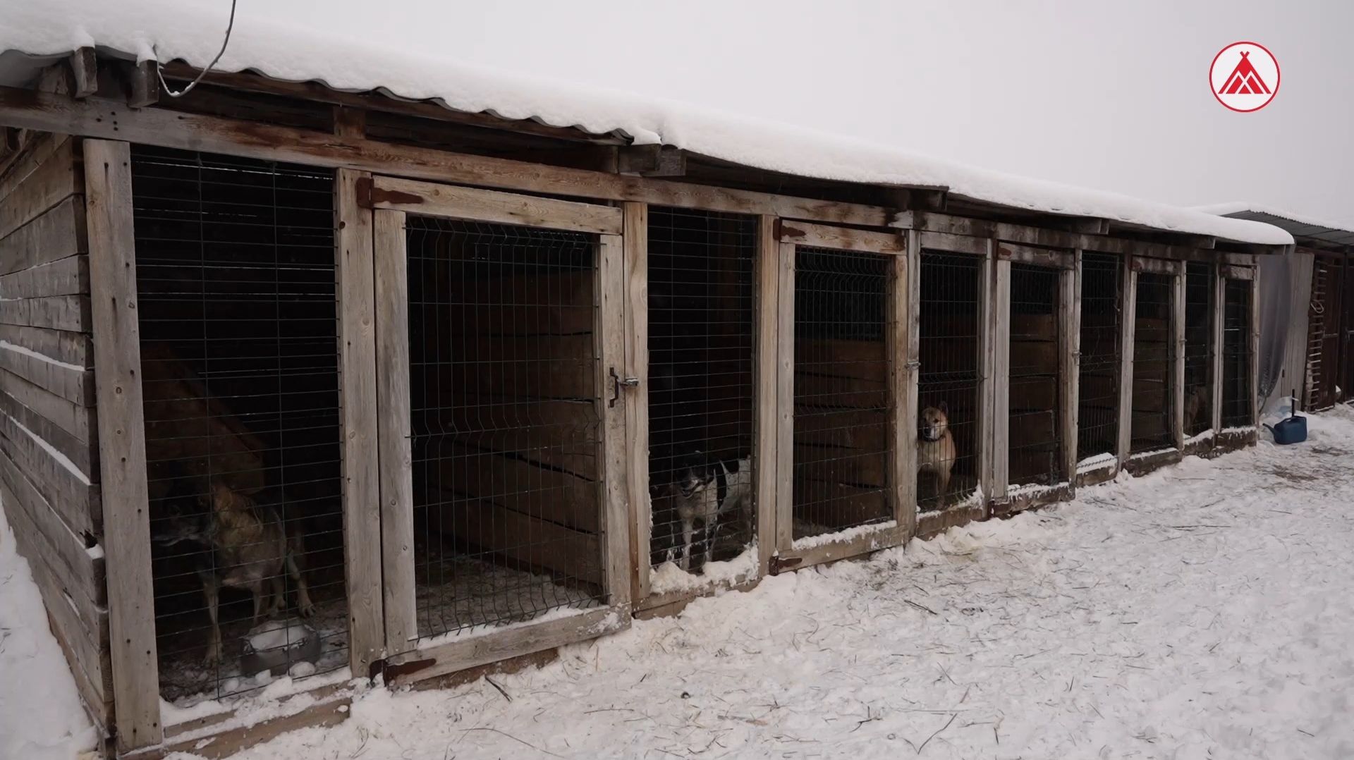 Традиция добрых дел: молодые специалисты Лангепаса снова в гостях у бездомных животных смотреть онлайн