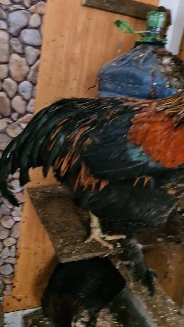 Зимний курятник.mp4