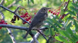 Звук природы: пленительное пение Певчего дрозда в хвойном лесу у ручья