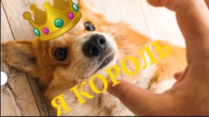 Корги Коржик песня - Я КОРОЛЬ! Новый клип!!! (Корги Коржик. Говорящая собака)