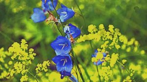 Звук природы. Пение Камышовки питкернской в лесу