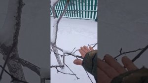 Яблоня с правильной формировкой быстро достигла баланса.