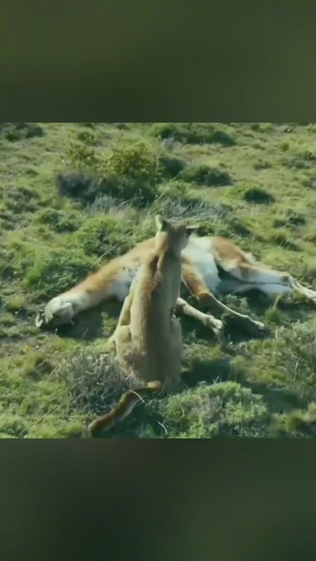 Мать пума охотится. Пума в деле. Суперхищник Америки