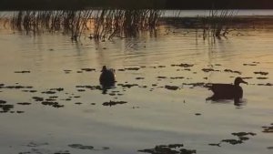 ВЗЯЛ ЖЕНУ на ОТКРЫТИЕ ОХОТЫ. НОЧЁВКА В ПАЛАТКЕ С ПЕЧКОЙ и РЫБАЛКА. Охота на утку.