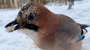 «Знакомьтесь: сойка — лесная красавица» Видео 4К