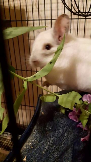 Шиншилла ест цветы смотреть онлайн