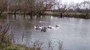 🦆Уточки на пруду🦆Деревенский релакс🦆