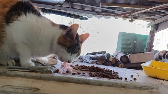 Бездомыш ушастика пришла покушать смотреть онлайн