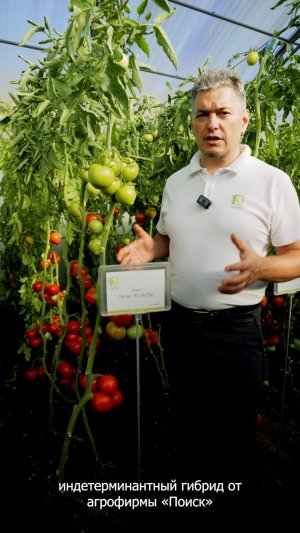 Почему мы советуем посеять именно этот томат?