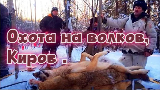 Охота на волков, Киров .#охотасгончей#собака #животные #топ #hunting #волки смотреть онлайн