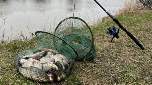 Тихая рыбалка на карася