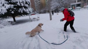 Снежный барс