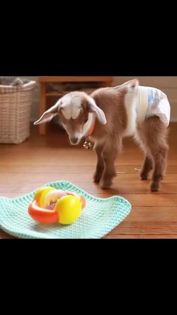 #милыеживотные #животнаялюбовь #собачки #пушистики #питомцы