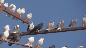 История в один день ГОЛУБИ И ХИЩНИКИ