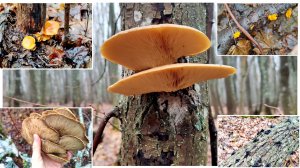 Что же можно найти в самом-самом начале зимы в лесу?!