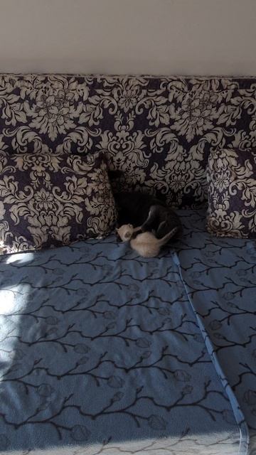 Смешные котятки играют с мамой