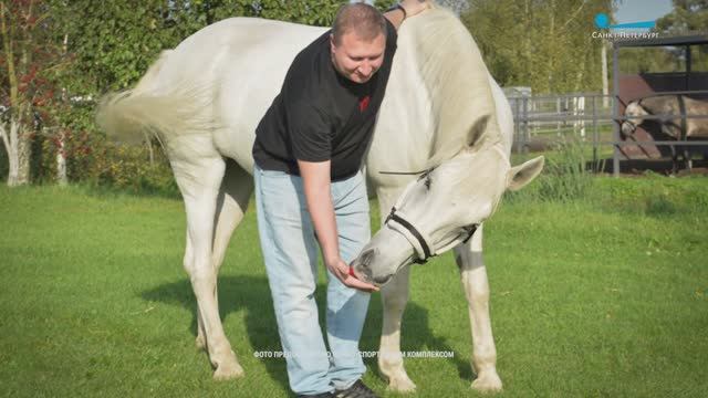 Лошадиный бренд России. Порода «Орловский рысак» отмечает 250-летний юбилей