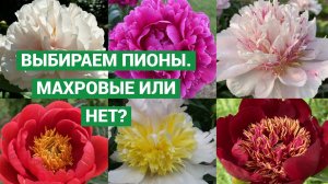 Как правильно выбрать пионы