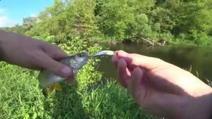 РЫБАЛКА СРЕДИ КОРЯГ НА РАЗНУЮ РЫБУ! ДИКИЕ ПОКЛЁВКИ, АЖ ДО МУРАШЕК! Рыбалка летом 2025.