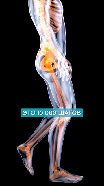 Как СОХРАНИТЬ МЫШЦЫ? #здоровье #саркопения #здоровьепожилых смотреть онлайн