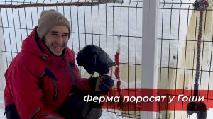 Развел ферму поросят для ворона! Новые игры