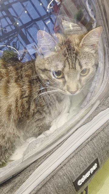 Из Петербурга в Москву