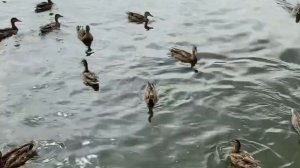 Комсомольский пруд 🦆